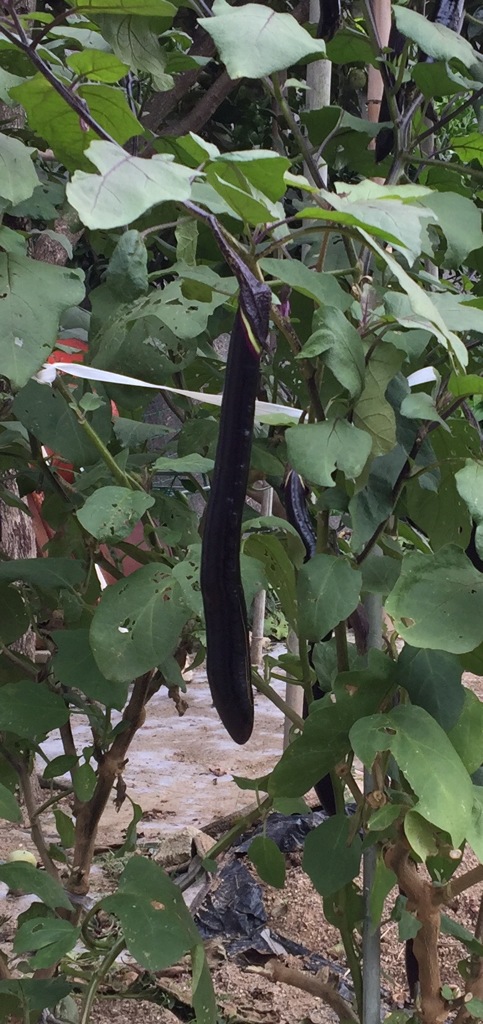 実家の小さな畑で育った秋茄子(^ ^) ながーーい(^ ^)