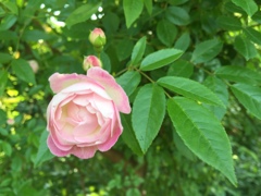 2016横浜イングリッシュガーデン