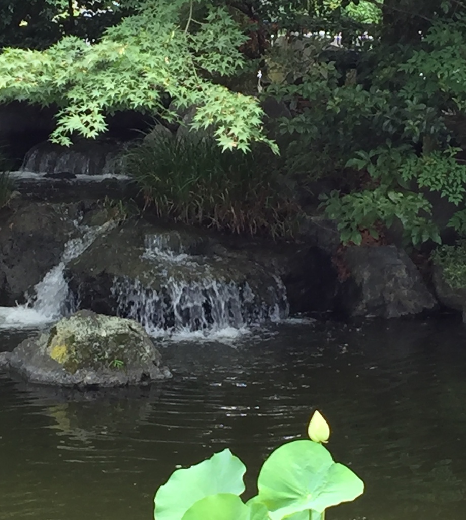 蓮の花は、涼しそう(^-^)ふふ