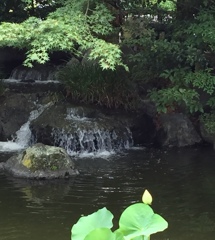 蓮の花は、涼しそう(^-^)ふふ