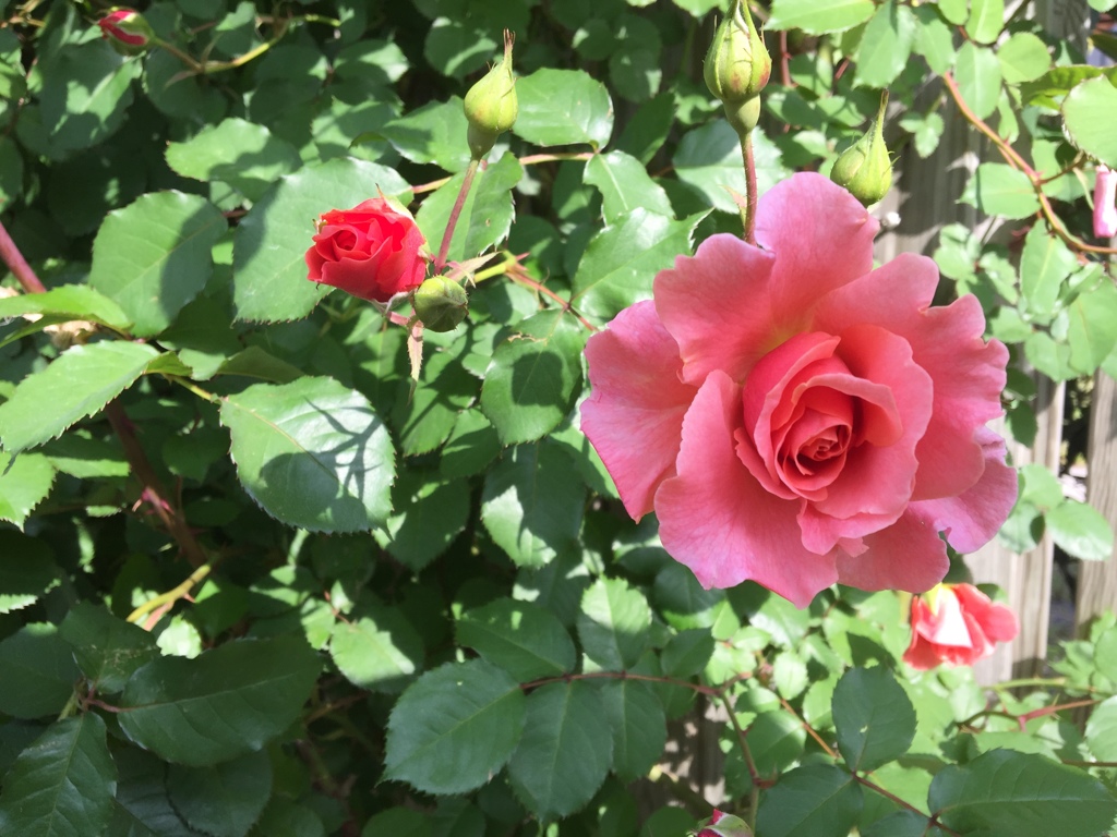 2016横浜イングリッシュガーデン