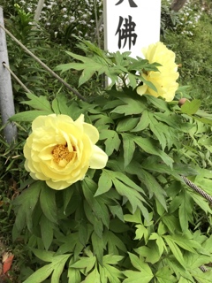 願いを込める。。。