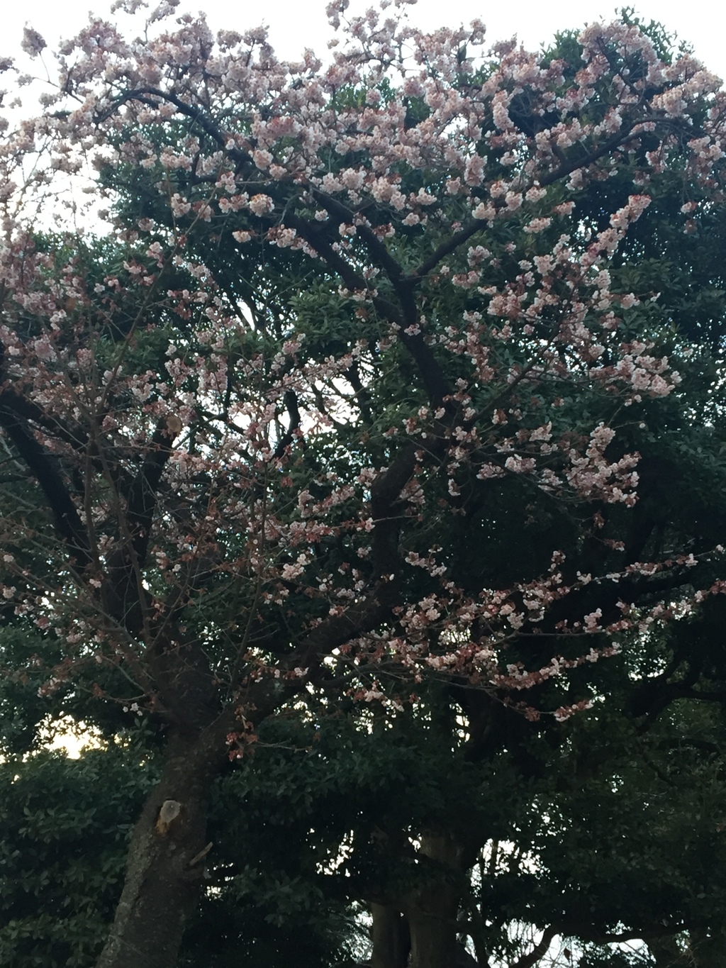 カンザクラ(^-^)