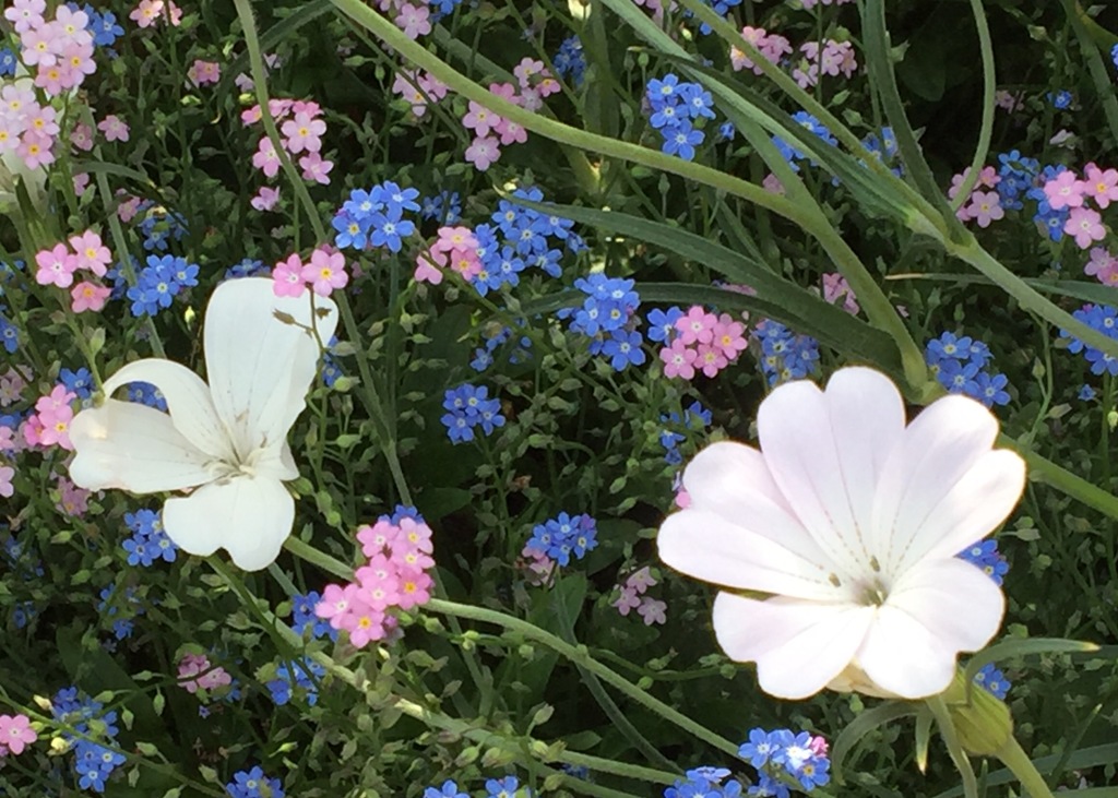 2016横浜イングリッシュガーデン