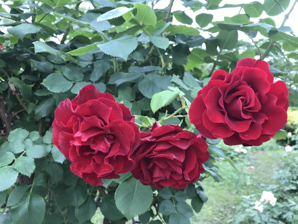 2C033F6D-BAE5-40D8-B5D1-A2715DC37E1B