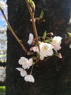 清らかに、、美しく(^ ^)