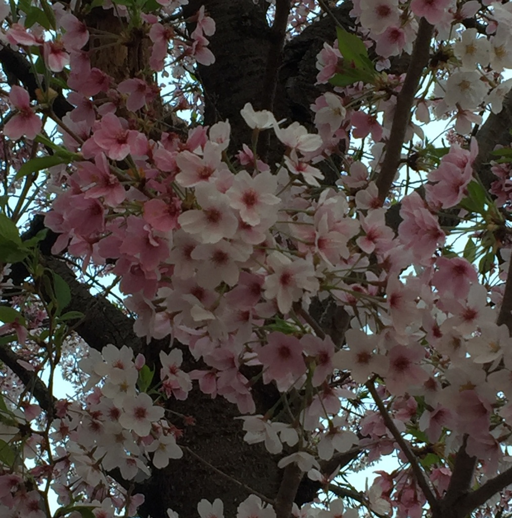 さくら色(^ ^)は、どの色かな？(^ ^)  どれもかな(^-^)