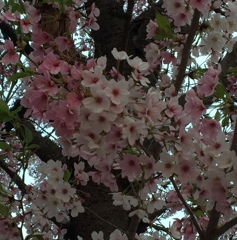 さくら色(^ ^)は、どの色かな？(^ ^)  どれもかな(^-^)