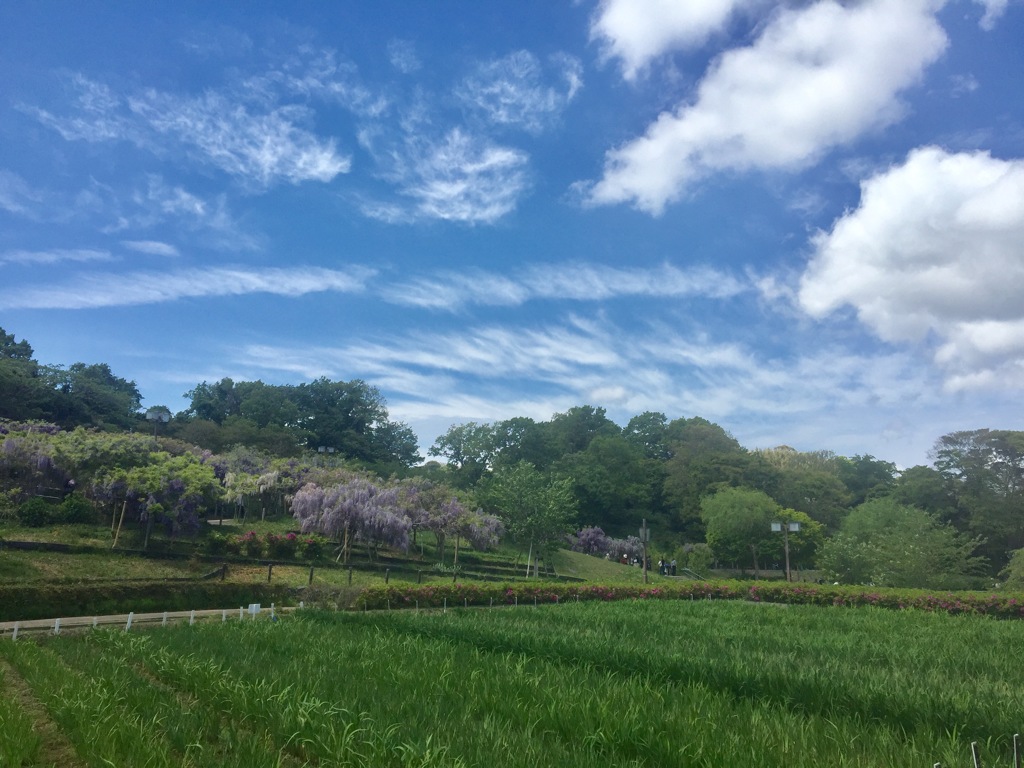横須賀 アイリスガーデン(^^)