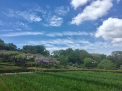 横須賀 アイリスガーデン(^^)