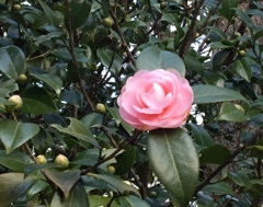 上を向いて。。(*^^*)