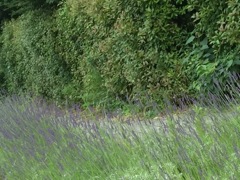 風に揺れるラベンダー。。