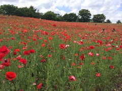 昭和記念公園ポピーの丘(^^)
