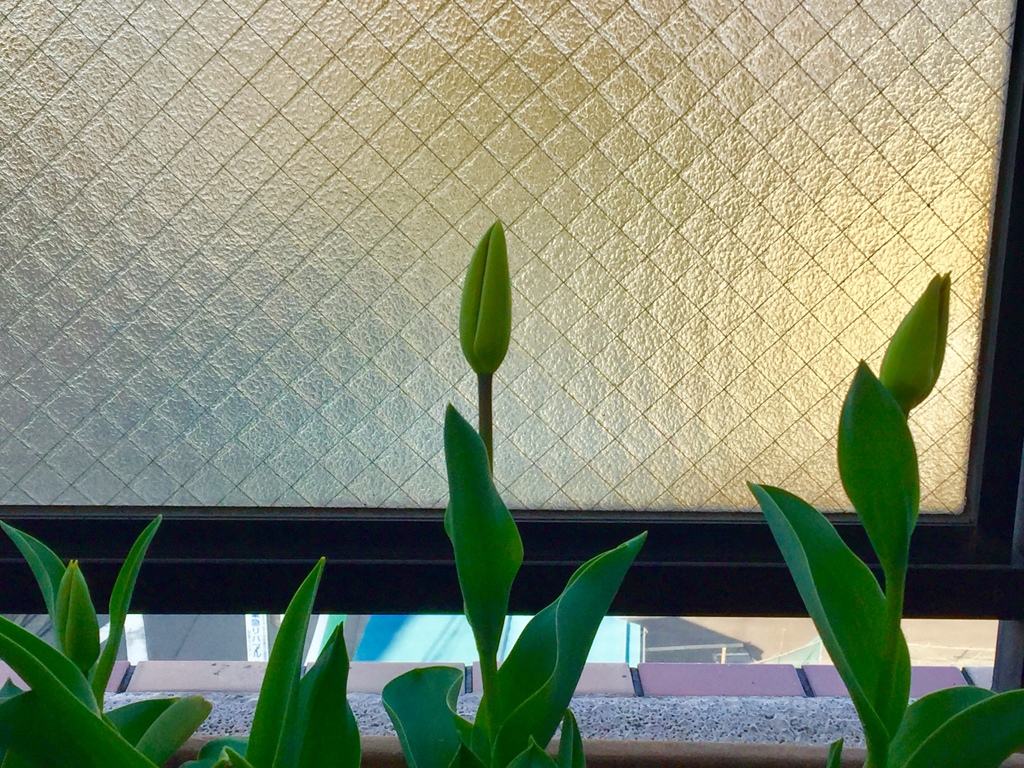 咲きそう(^ ^)