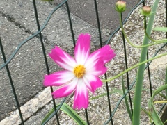 コスモス(^^)