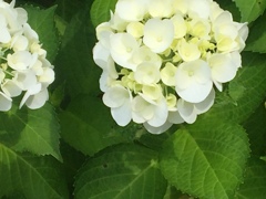 白もいいですね(^-^)