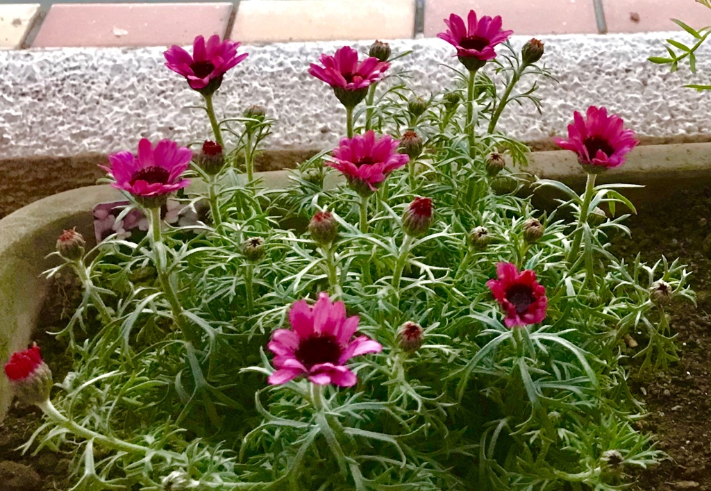 マーキュリー(^^)