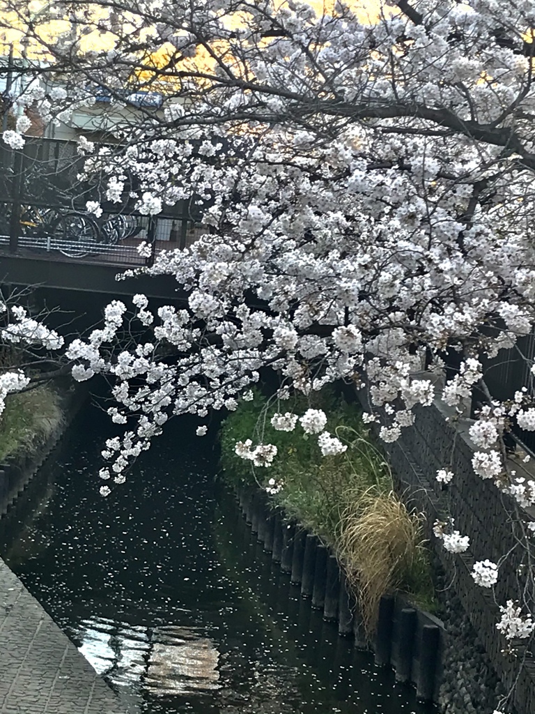 まだ散らないでぇ。