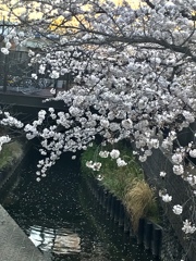 まだ散らないでぇ。