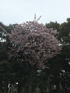 カンザクラ(^^)