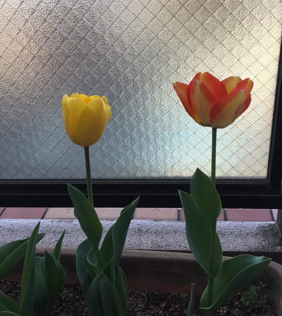春が大好き(^-^)