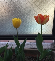 春が大好き(^-^)