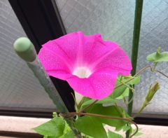 やっと、、元気な朝顔(^ ^)