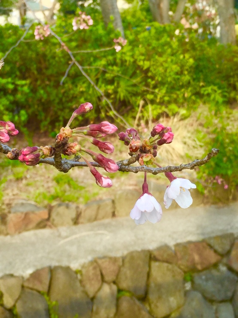 ゆっくりと春が。。