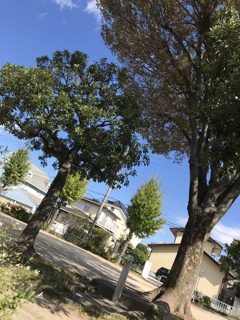 近くの公園(^^)