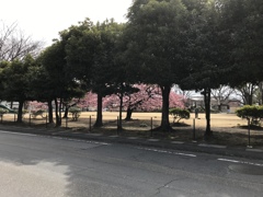 緑の向こうに。。。