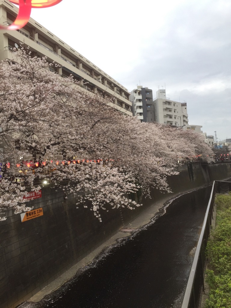 夕方の目黒川の桜(^^)