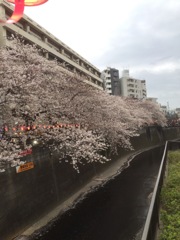 夕方の目黒川の桜(^^)