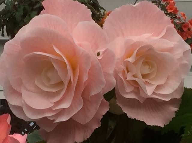 そっと 寄り添って。。