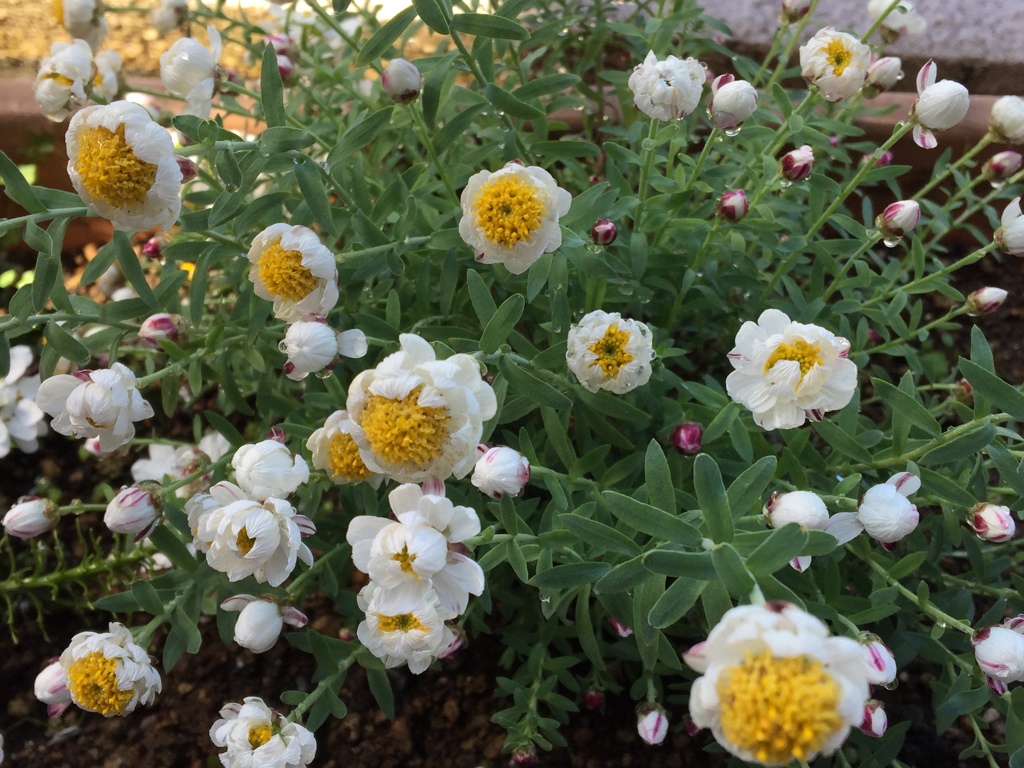 うちの花かんざし(^-^)