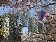 桜の窓の向こうには。。