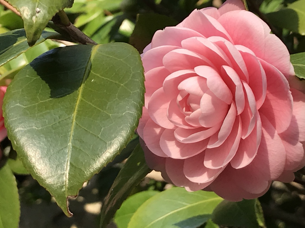 今日は、陽が眩しくて( ◠‿◠ )