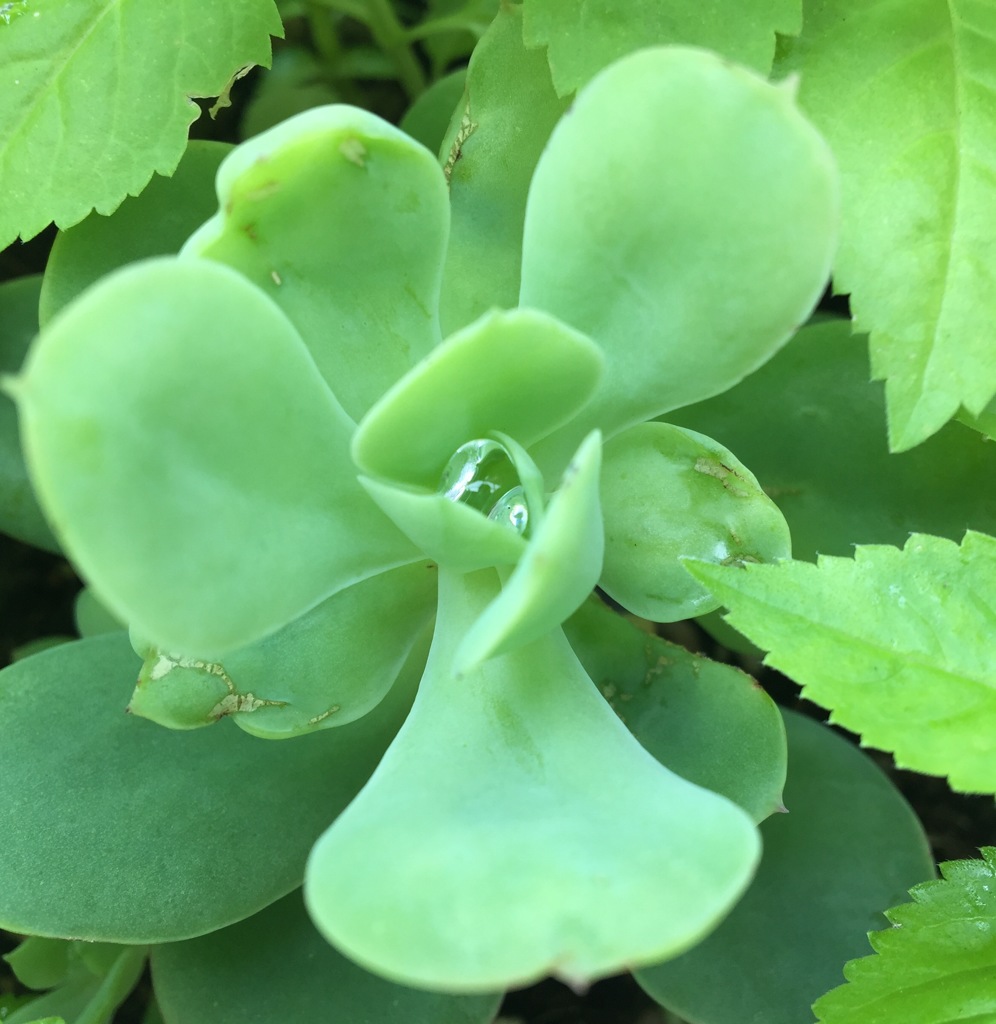 朝露を抱きしめて(^ ^)
