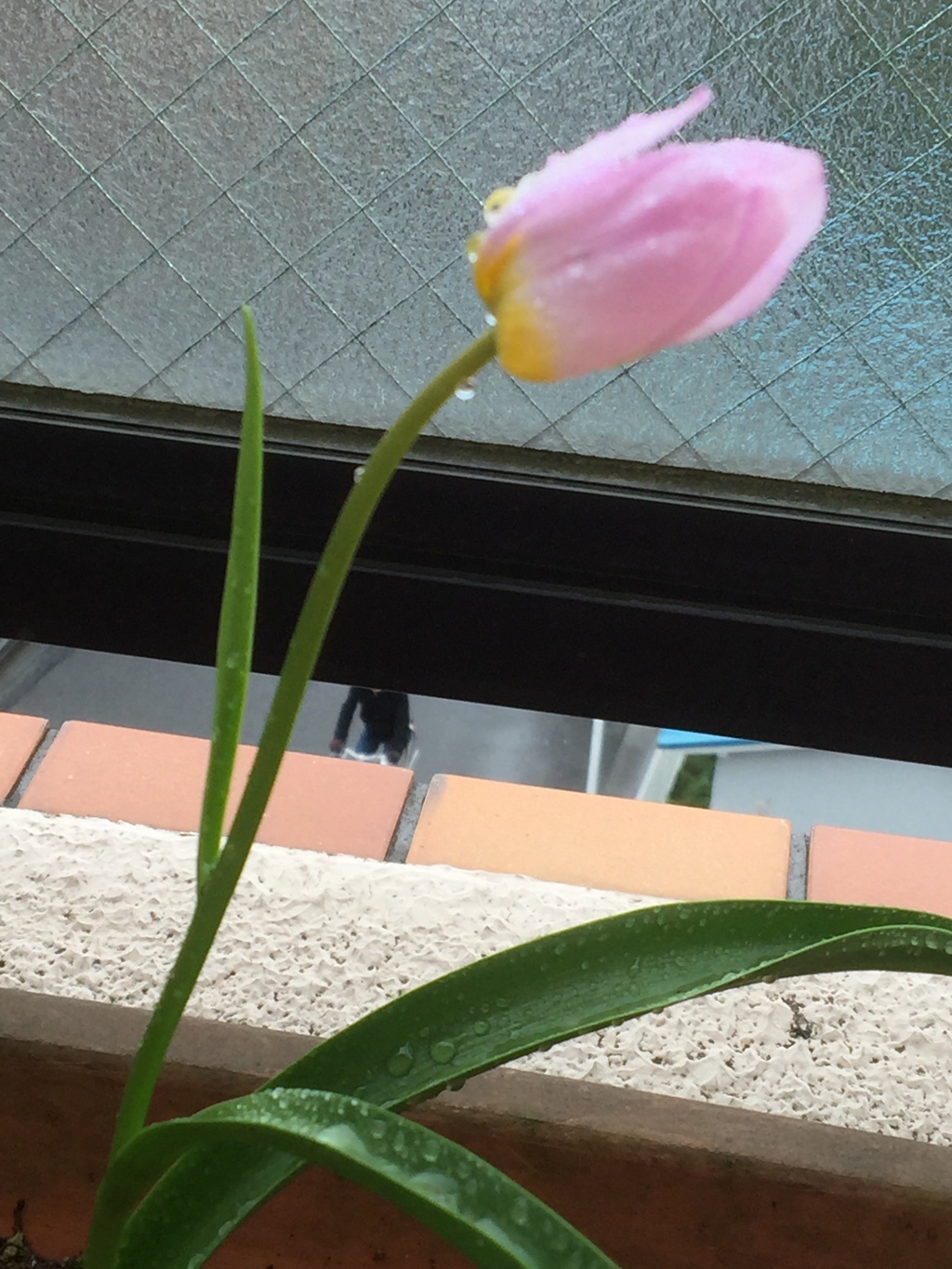 ひたむきに。。