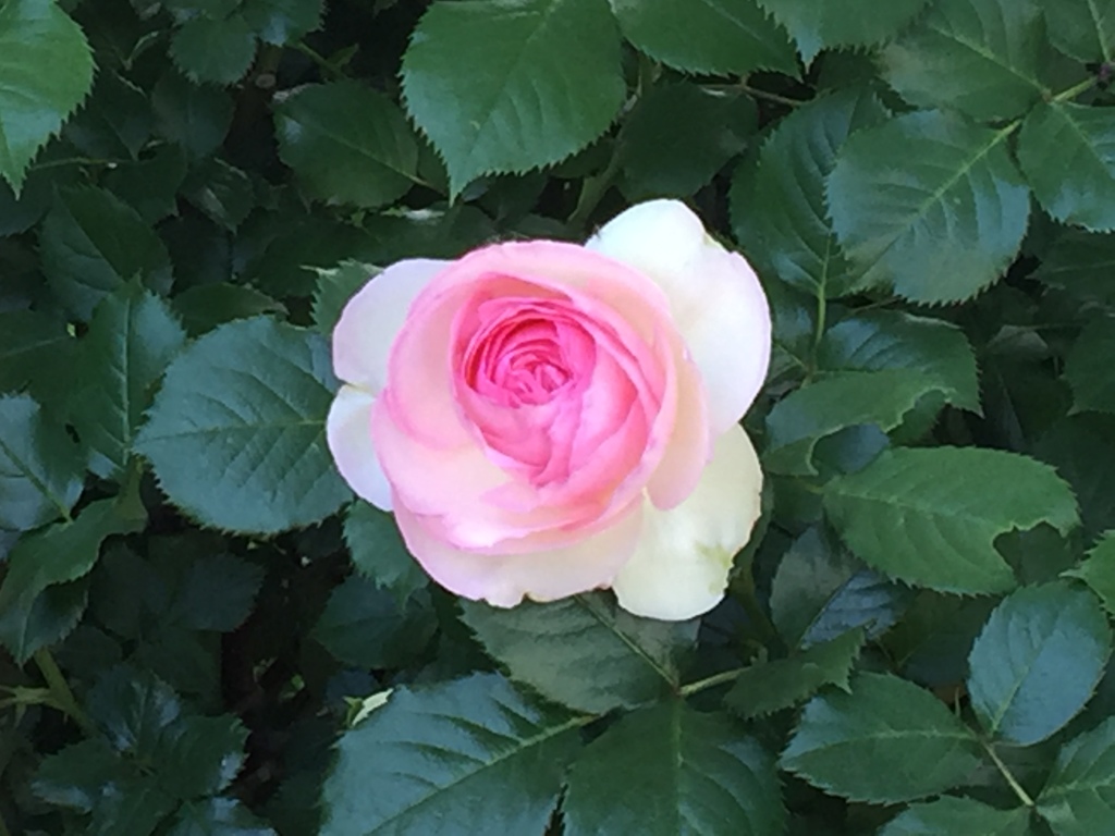 2016横浜イングリッシュガーデン