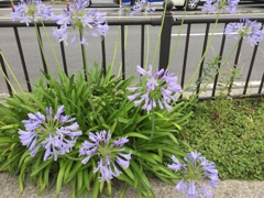 大きな道路を背景に、綺麗な色に咲けましたね(^^)