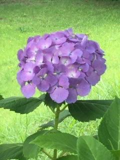 牛久大仏さんの紫陽花(^-^)