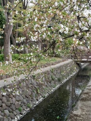 お花見の最後は、水面で(^-^)