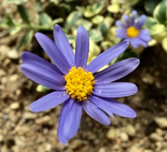 わが家のデイジー(^^)