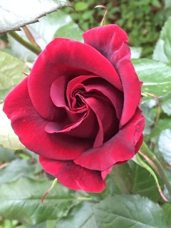 2016横浜イングリッシュガーデン