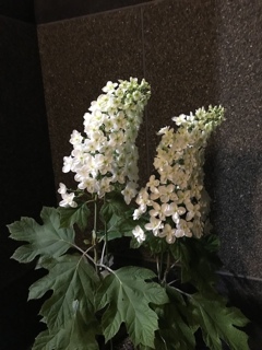 おかえりなさいと。。(^^)