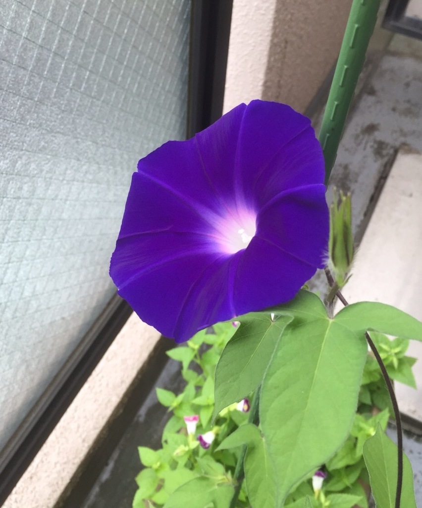 素敵な色に咲けました(^ ^)