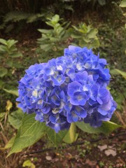 秋アジサイ？(^^)  綺麗に咲けました(^-^)/