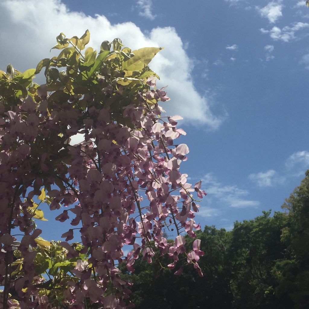 藤の花(^^)