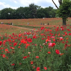 シャーレーポピーだそうです。たくさん(*^◯^*)