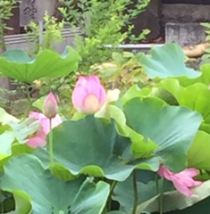蓮の花、ピンク(^-^)